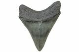 Serrated, Fossil Megalodon Tooth - South Carolina #310422-1